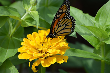 Monarch butterfly on a flower