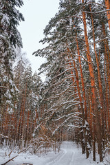 Fresh snow in the pine forest
