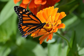 Monarch butterfly on a flower