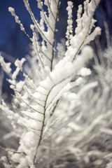 Stuck on the bush the first snow