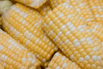 Closeup Corn On The Cob in Summer Sunshine