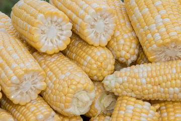 Closeup Corn On The Cob in Summer Sunshine