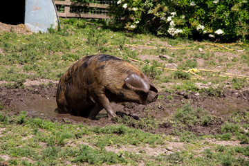 Large pig in a muddy field