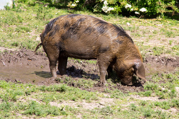 Large pig in a muddy field