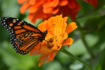Monarch butterfly on a flower