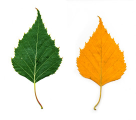 birch leaves isolated