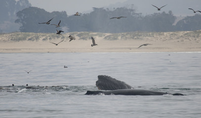 Humpback Whales and California Sea Lions Feeding on Anchovies, Monterey Bay