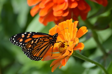 Monarch butterfly on a flower