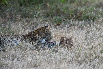 Leopard im Moremi Reserve