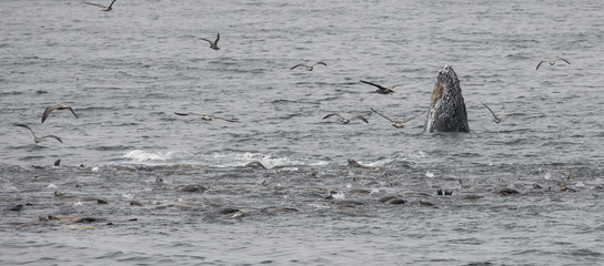 Humpback Whales and California Sea Lions Feeding on Anchovies, Monterey Bay