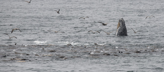 Fototapeta premium Humbaki i lwy morskie kalifornijskie żerujące na anchois, Zatoka Monterey