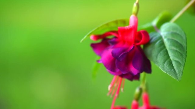Fuchsia flowers blooming in a garden. Beautiful pink with violet color Slow motion 4K UHD video 3840x2160