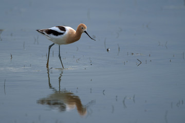 Bird with long legs walking in shallow water