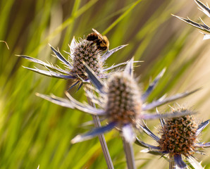 bee on flower collecting honey.