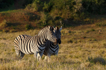Zebras standing with their faces close to each other