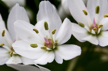 Fototapeta na wymiar White Allium Neopolitanum flowers
