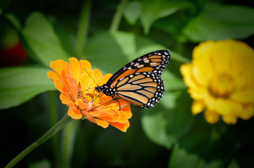 Monarch butterfly on a flower