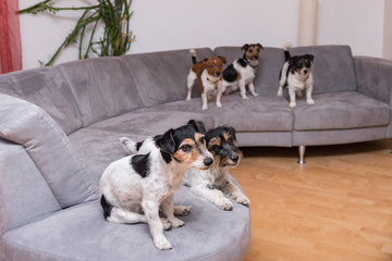 Pack Jack Russell Terrier Doggies- Five little dogs sitting or lying indoor side by side on the sofa