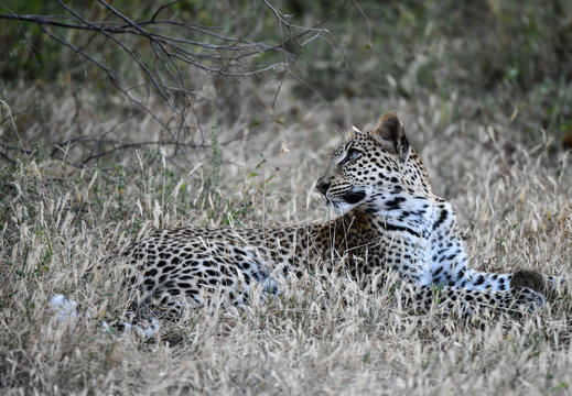 Leopard im Moremi Reserve