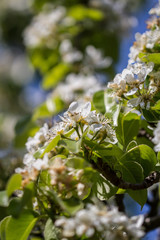 Pear blossoms in sunlight