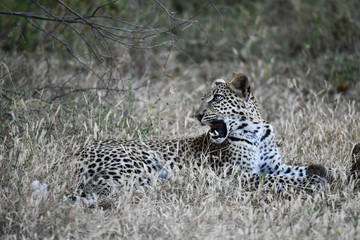 Leopard im Moremi Reserve
