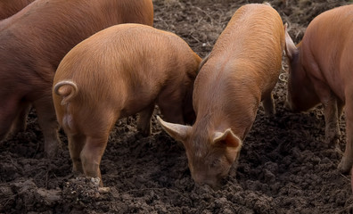 Tamworth pigs in a muddy pigpen on a farm