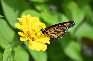 Monarch butterfly on a flower