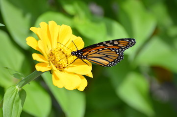 Monarch butterfly on a flower