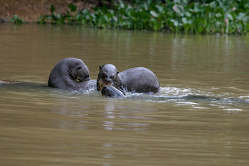 Giant Otters playing