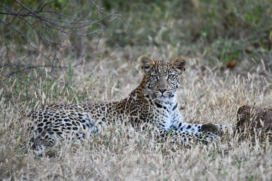 Leopard im Moremi Reserve