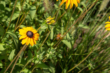 one eyed susan 