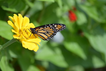 Monarch butterfly on a flower