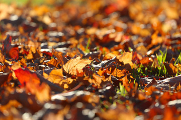 Autumn leaves on ground