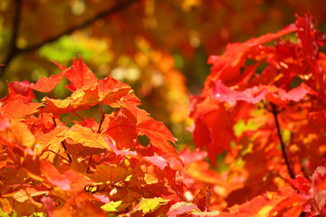 Autumn leaves background
