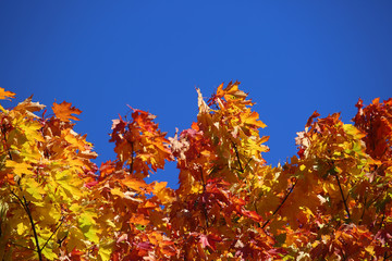 Autumn leaves background