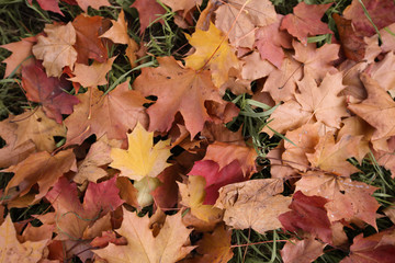 Autumn leaves on ground