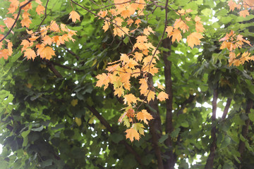 Yellow autumn maple tree background