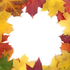 Autumn leaves on white
