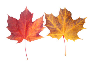 Autumn leaves on white