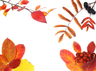 Autumn leaves on white