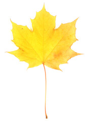 Naklejka na ściany i meble Yellow maple leaf