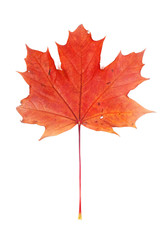 Red maple leaf