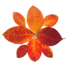 Autumn leaves on white