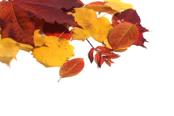 Autumn leaves on white