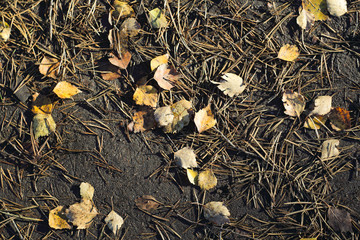 Autumn forest ground