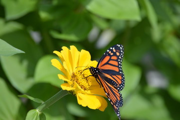 Monarch butterfly on a flower