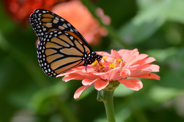 Fototapeta na wymiar Monarch butterfly on a flower