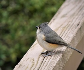 An adorable Tufted Titmouse (Baeolophus bicolor) perching on the wooden fence enjoy watching and resting on the blurry garden background, Winter in GA USA.