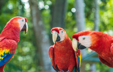 A typical view in Copan Ruins in Honduras