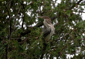 Juvenile Green Heron